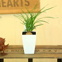 観葉植物:ポニーテール*トックリラン・ノリナ 4号