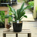 観葉植物:オモト 万年青*ベターポットラウンドB 受け皿付 陶器鉢 おもと