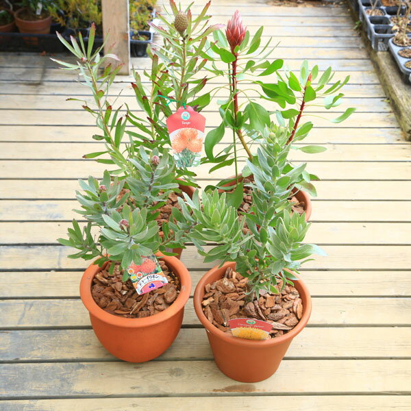 鉢花：テラコッタ植え　ウッドチップ