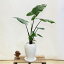 観葉植物:アロカシア アローカシア BB陶器鉢 *メタリカ ブラックステム 受皿付