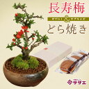 母の日 プレゼント ギフト 当店人気NO.1!:長寿梅&どら焼きセット*bonsai