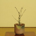 桜盆栽:桜・吉野(瀬戸焼鉢)*【送料無料】【2013年開花終了】【楽ギフ_メッセ入力】【さくら盆栽】