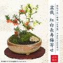 【母の日　プレゼント】【即日出荷】【送料無料】小品盆栽：紅白長寿梅寄せ（信楽焼小鉢）*bonsai