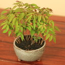 【即日出荷可!】小品盆栽:はぜ寄せ植え(信楽焼小鉢)*【送料無料】