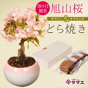 【母の日 プレゼント】母の日ギフトにおすすめ:母の日開花桜&どら焼きセット*【送料無料】