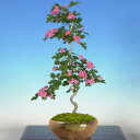 盆栽：紅さんざし（瀬戸焼丸鉢）*【送料無料】5月初旬に開花☆小さな星のような花