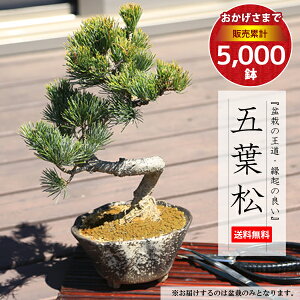 【あす楽　ギフト】【即日出荷可！】【送料無料】小品盆栽：五葉松(瀬戸焼変形鉢)*bonsai