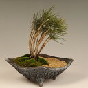 贈物におすすめ:黒松寄せ(信楽焼鉢)*【送料無料】bonsai