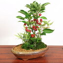 盆栽：姫りんご寄せ(信楽焼手作り足付小判型鉢)*【送料無料】bonsai【2022年落実】