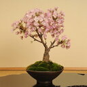 桜盆栽：一才桜(大・信楽焼小鉢）*4月に開花☆桜盆栽