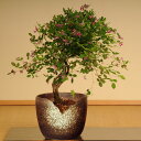小品盆栽：屋久島萩(瀬戸焼ちぎり黒鉢)*春と秋、年2回咲きます☆