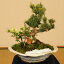 盆栽：五葉松・紅白長寿梅寄せD*ちょっと渋めの寄せ植え！職人が丹精込めて植え込んでます！！