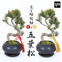 盆栽:五葉松(モダン鉢) 紐・受け皿付き*☆【選べる紐付き】【送料無料】【あす楽対応】【ぼんさい ボンサイ】【お歳暮】bonsai