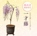 【母の日 プレゼント】(ご予約受付中) 盆栽:母の日開花一才藤(信楽焼黒窯変丸深鉢)*【送料無料】bonsai