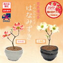 【母の日 プレゼント】 ミニ盆栽:母の日開花ハナミズキ* 【送料無料】花水木(はなみずき)bonsai