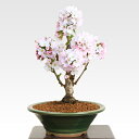 【母の日 ギフト】桜盆栽:母の日開花御殿場桜* 【送料無料】【さくら盆栽】