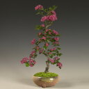 GW帰省のお土産にオススメ!開花中!!盆栽:紅さんざし(瀬戸焼鉢)*【送料無料】【あす楽対応_関東】【あす楽対応_近畿】