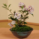 【2012年度開花終了】小品盆栽:桜うつぎ(国産小鉢)*【送料無料】