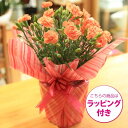 即日出荷可!母の日ギフトにおすすめ:カーネーション(オレンジ)*ラッピング付☆*【送料無料】