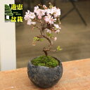 桜盆栽:十月桜(国産手造鉢)*【送料無料】【即日出荷可】