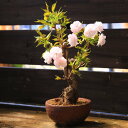 桜盆栽:きのと桜*【送料無料】【即日出荷可】
