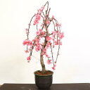 中品盆栽:しだれ菊桃(瀬戸焼深鉢)*【送料無料】【即日出荷可】