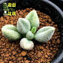 多肉植物:アドロミスクス 銀の卵*幅3.5cm