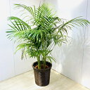 観葉植物:アレカヤシ バスケット付き*大型佐川急便