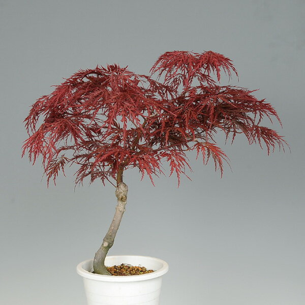 苗：紅しだれもみじ商品画像