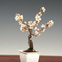 小品盆栽素材:梅(貴山白)