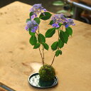 苔玉:山アジサイ(山あじさい)*各種 (受け皿付!)*東雲・倉木てまり・満天星・土佐涼風・日向の青てまり・七変化・桃花・日向の紅子持ち・霧の夕映・紅・乙女の舞・鹿野の華・富士の滝・舞妓・紫光梅