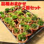 山野草:岩ひば(イワヒバ)おまかせ2品種2個セット