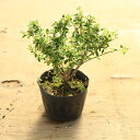 苗:白丁花(覆輪斑入り葉)*はくちょうげ ハクチョウゲ