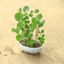 苗:ハマボウ(はまぼう)*プラスチック鉢