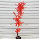 庭木:サンゴカクもみじ * 樹高:約100cm 全高:約120cm大型商品発送!