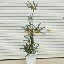 送料無料!植木・観葉植物:ソフォラ・サンキング 大株! ヤマト便大型商品発送!
