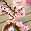 盆栽:照手姫桃(瀬戸焼鉢)*【送料無料】美しい照手桃の鉢植え向き品種! てるてもも