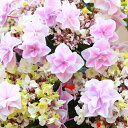 庭木・植木:アジサイ(紫陽花) “銀河”ピンク