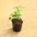 実生苗・ミニ苗:山もみじ(山紅葉) 苔玉用の苗としても最適!