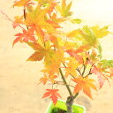苗:鴫立沢もみじ(しぎたつざわもみじ)...
