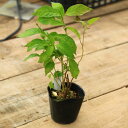 苗・苗木:山アジサイ(あじさい)*各種(植え替えサービスあり!)