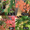 小品盆栽:世界のもみじ盆栽(紅葉)(モミジ)お気に入りの品種見つかります!!(イブシ反鉢 萬古焼) C群*【落葉しました】