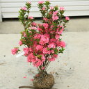 庭木:久留米つつじ/クルメツツジ おいのめざめ(老の目覚め)*桃花一色の植えやすい色合い