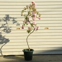 庭木:しだれ八重桜(しだれ桜)* 送料無料! 全高