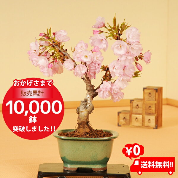 ◇楽天1位◇【即日出荷可!】桜盆栽：一才桜(瀬戸焼長方鉢)*【2018年春開花】 【送料無料】【あす楽対応】【さくら盆栽】