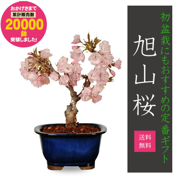 父の日 ギフト プレゼント◇楽天1位◇【即日出荷可!】桜<strong>盆栽</strong>：一才桜(瀬戸焼鉢)*【2024年開花終了】【送料無料】【あす楽対応】【さくら<strong>盆栽</strong>】自宅でお花見 bonsai