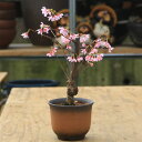 桜盆栽:おかめ桜*オカメザクラ【2018年葉姿でお届け】