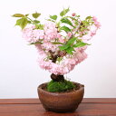 桜盆栽:牡丹桜丸鉢(瀬戸焼鉢)*ぼたん桜【2018年葉姿でお届け】