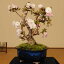 ◇楽天1位◇桜盆栽：八重桜(大）*【2021年開花】【あす楽対応】【さくら盆栽】bonsai