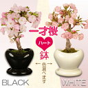 モダン盆栽:一才桜(ハート型鉢・受け皿付)*【送料無料】【あす楽対応】【桜盆栽】【さくら盆栽】【2018年葉姿でお届け】